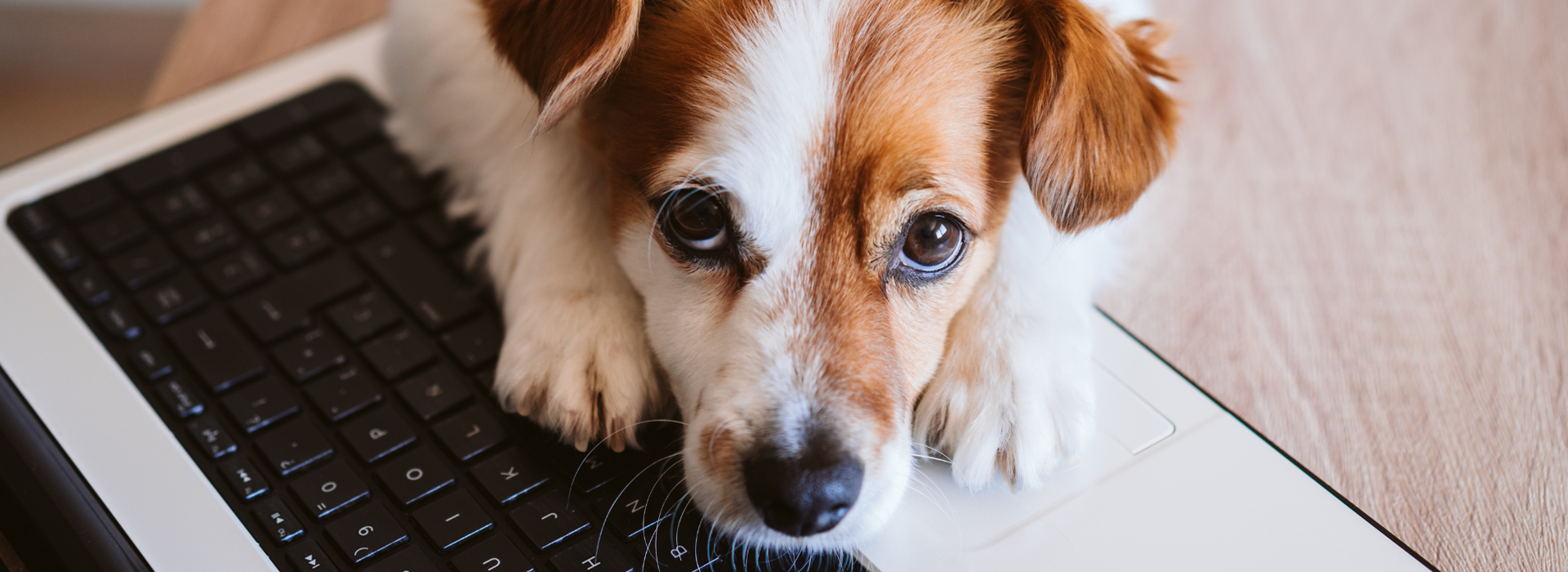 Dog looking guilty on top of a laptop