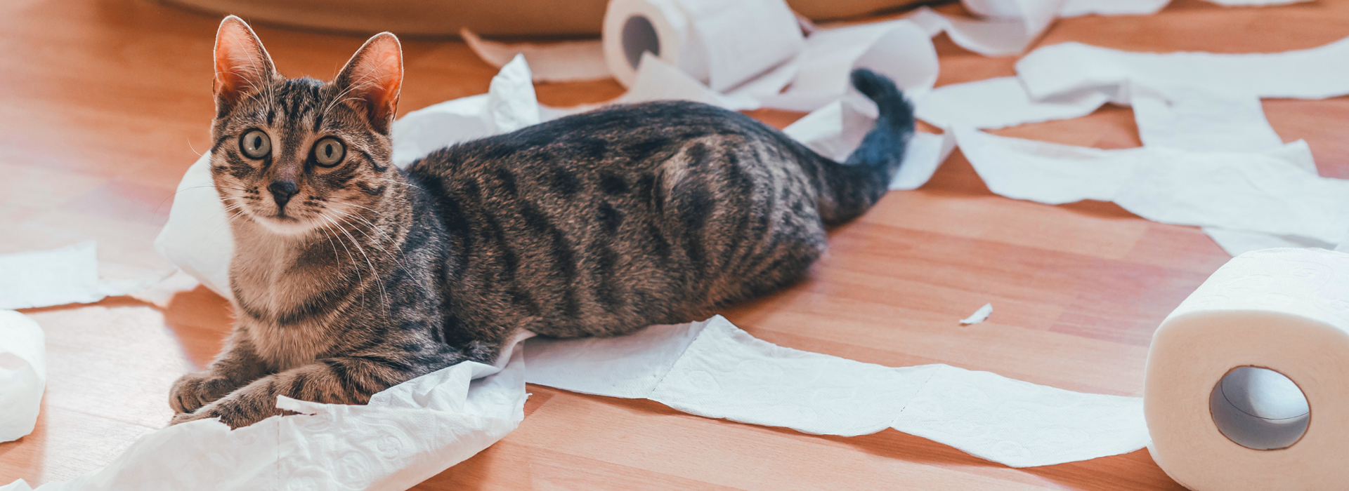 Cat in trouble after ripping the toilet paper roll to pieces